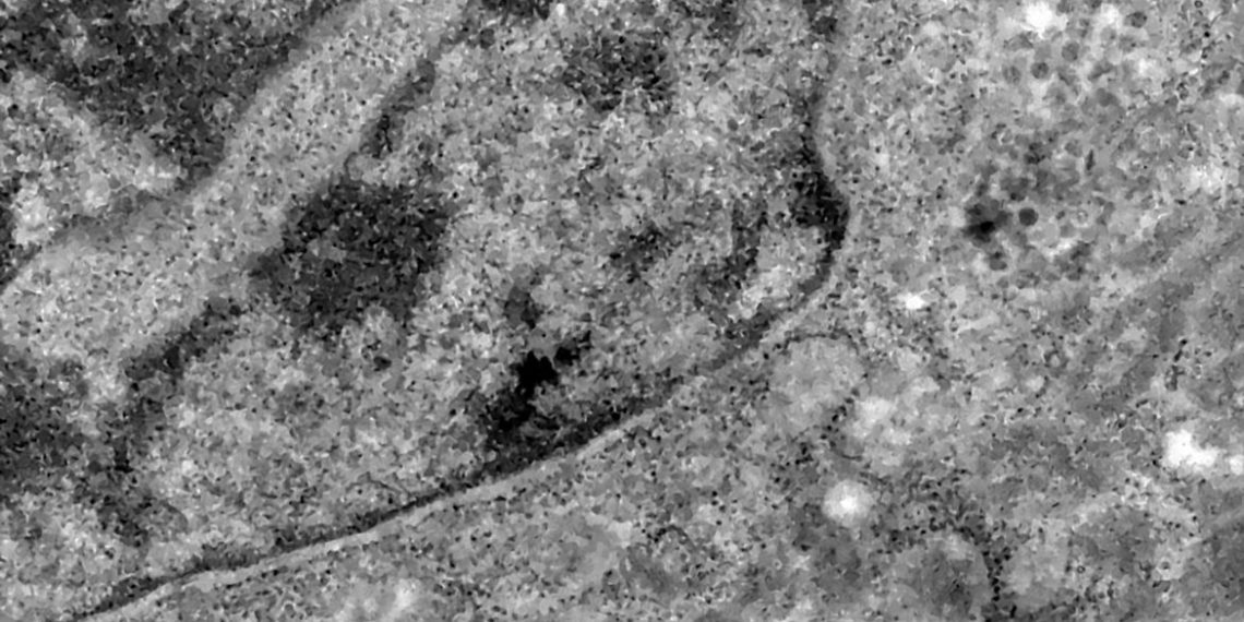 Covid-19: o que se sabe até agora da variante Ômicron