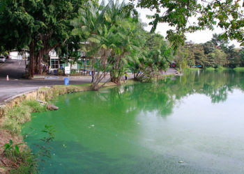 Águas de Manaus vai despoluir Lagoa do Japiim, diz David