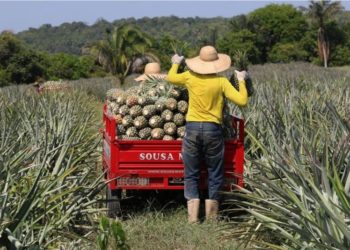 Agricultores do AM vão receber R$ 850 por perdas de produção na enchente