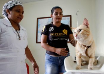 CCZ divulga calendário de agendamento para castração de cães e gatos