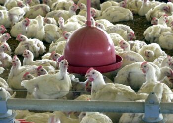 OMS registra na China primeira morte por gripe aviária no mundo