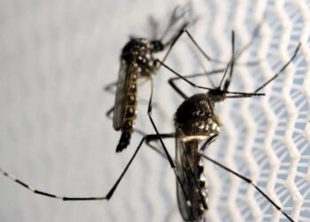 Rio registra caso de febre oropouche em morador que viajou ao AM