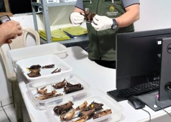 FVS realiza ação para controle de morcegos-vampiros em área indígena do AM
