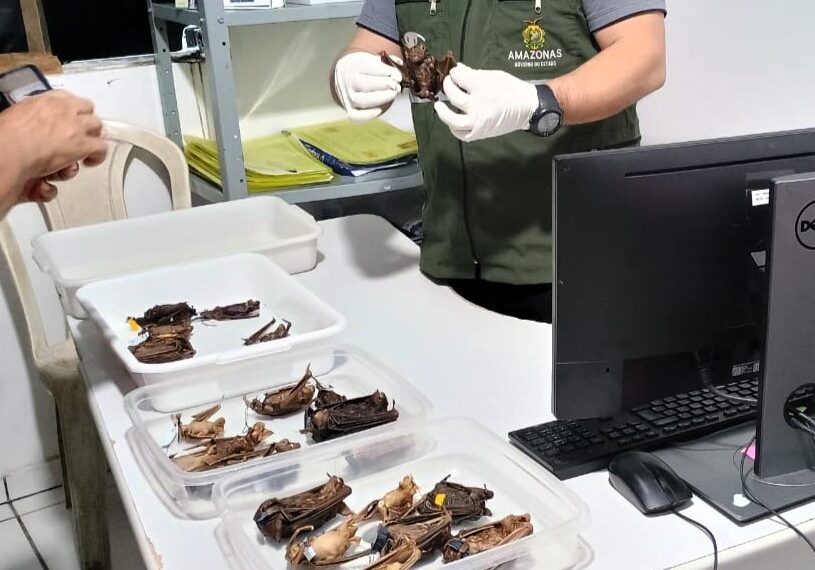 FVS realiza ação para controle de morcegos-vampiros em área indígena do AM