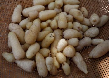 Ariá é alternativa de alimento e renda durante a seca da Amazônia