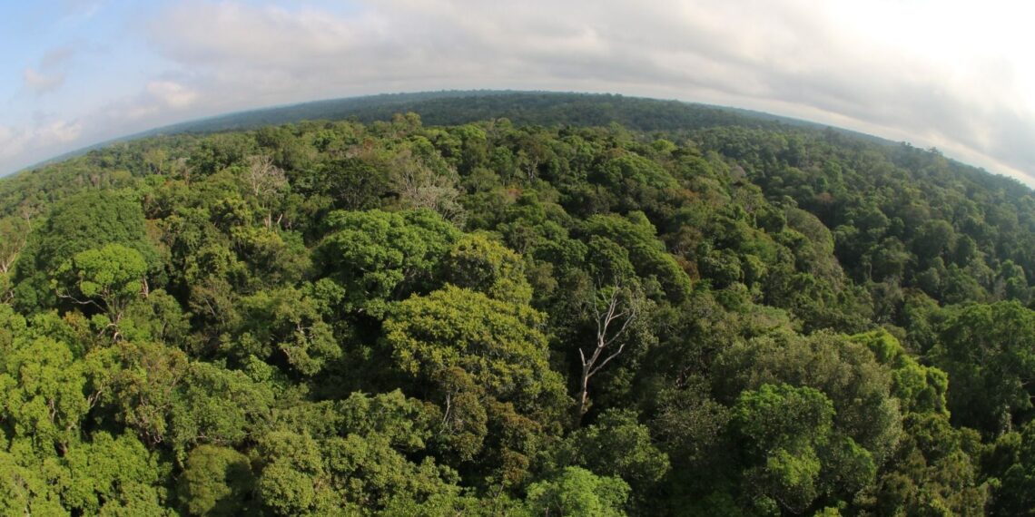 Desmatamento cai 46,9% no Amazonas em um ano, aponta Inpe