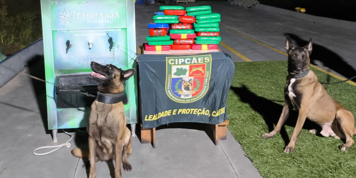 Cachorro localiza cocaína dentro de bebedouro em embarcação em Coari