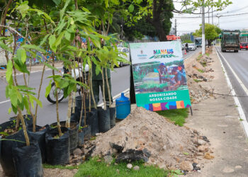 Prefeitura promete plantio de 15 mil mudas em 2025