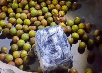 Base Arpão 1: policiais encontram maconha escondida em sacas de tucumã 