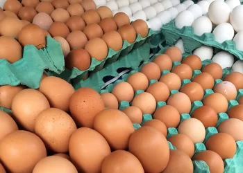 MG descarta preventivamente 450 toneladas de ovos férteis vindos do RS